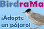 Birdrama: juego gratuito en Internet, ocuparte de un pájaro