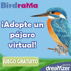 Birdrama: juego gratuito en Internet, ocuparte de un pájaro